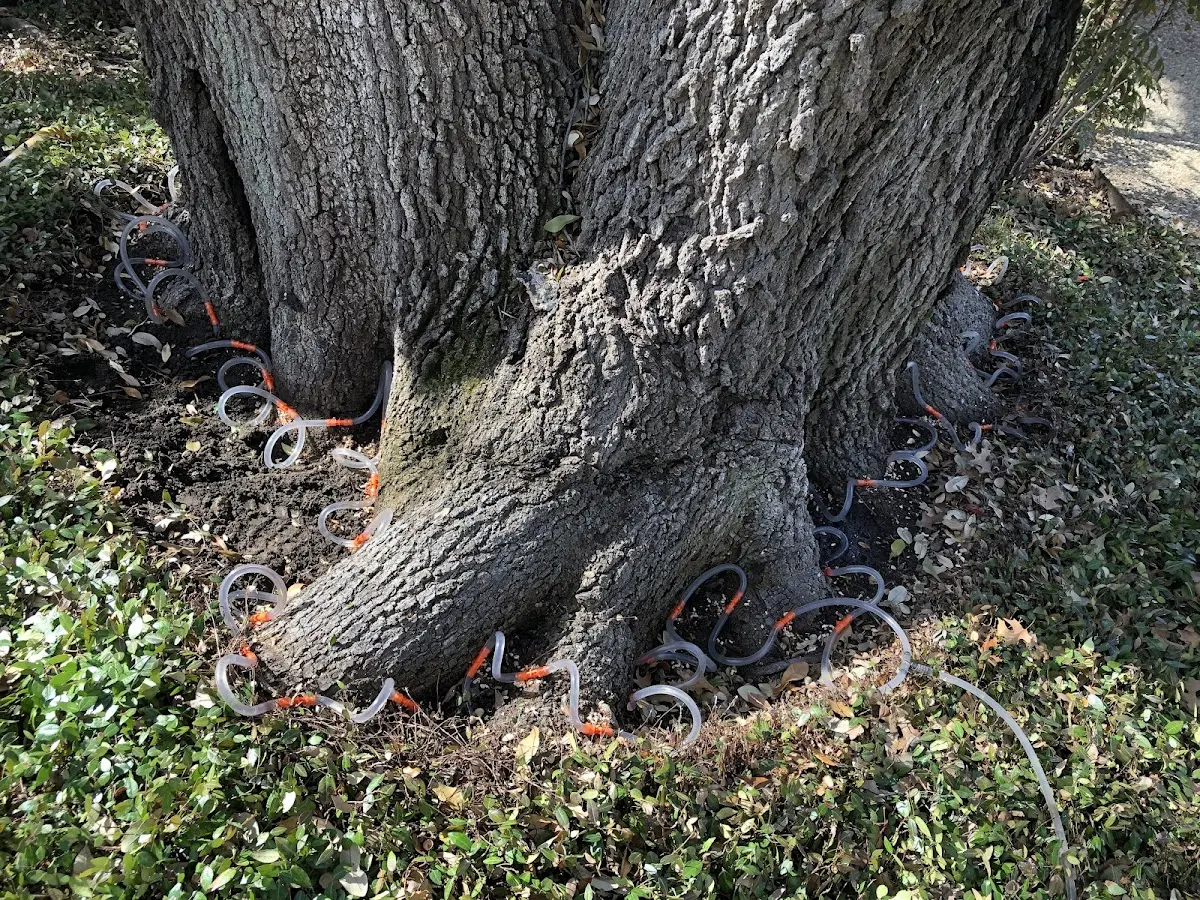 Detailed Tree Cabling and Bracing job site in West Leyden
