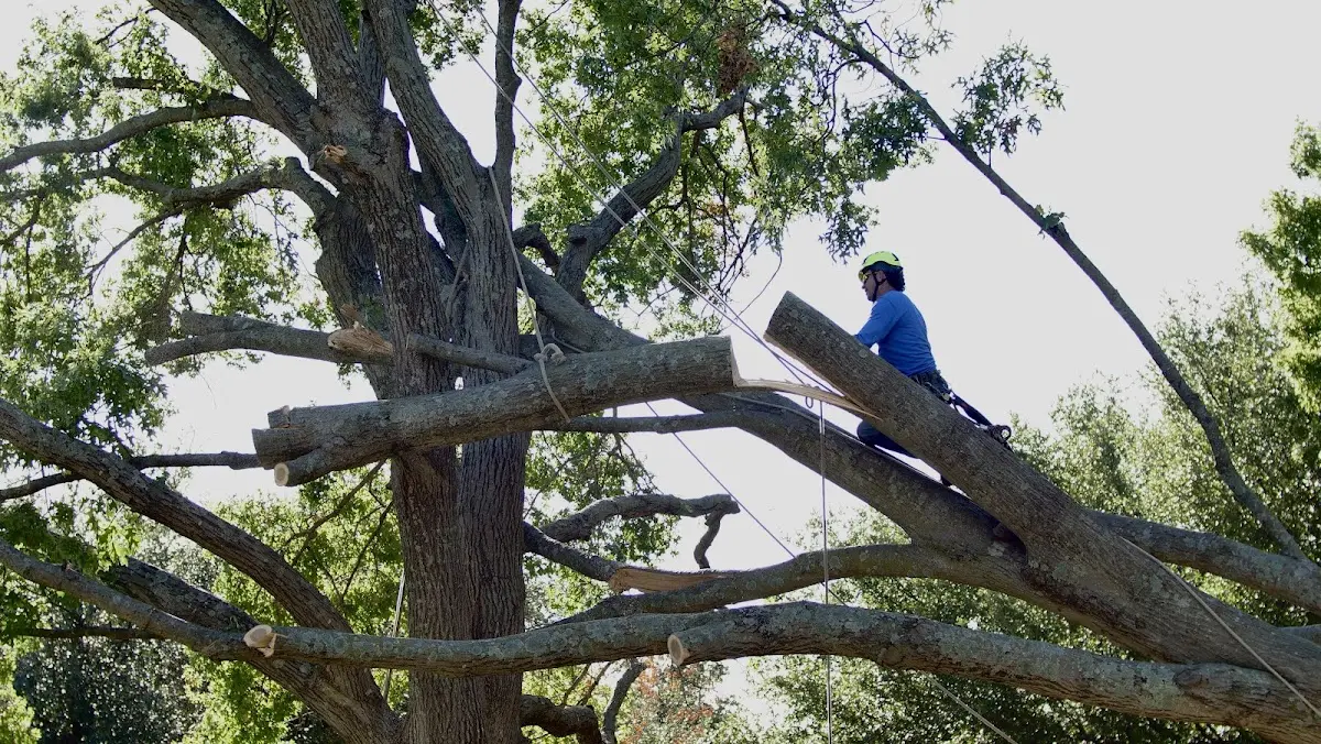 Professional Hazardous Tree Removal performed by certified arborists in West Leyden