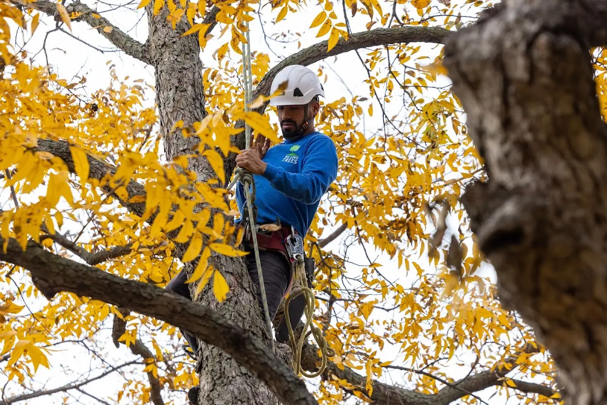 Skilled Tree Trimming crew working in West Leyden