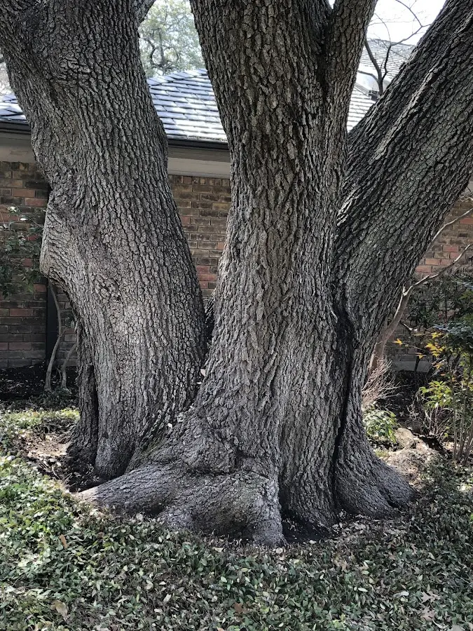 Mature heritage tree close to a West Leyden property cared for by certified arborists
